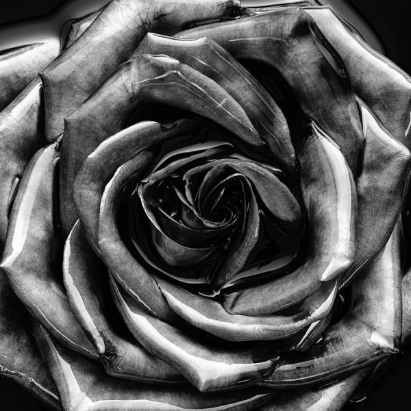 Photograph Marc Tule Rose In Diesel Oil on One Eyeland